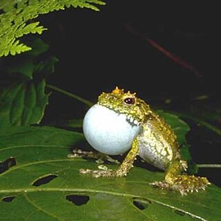 <i>Spinomantis phantasticus</i> Species of frog