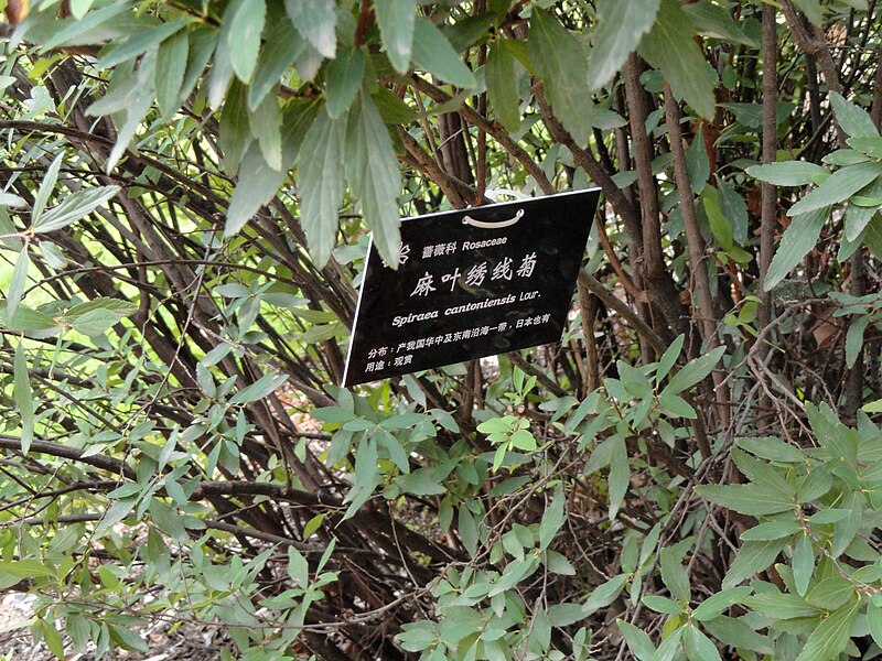 File:Spiraea cantoniensis - Kunming Botanical Garden - DSC03202.JPG