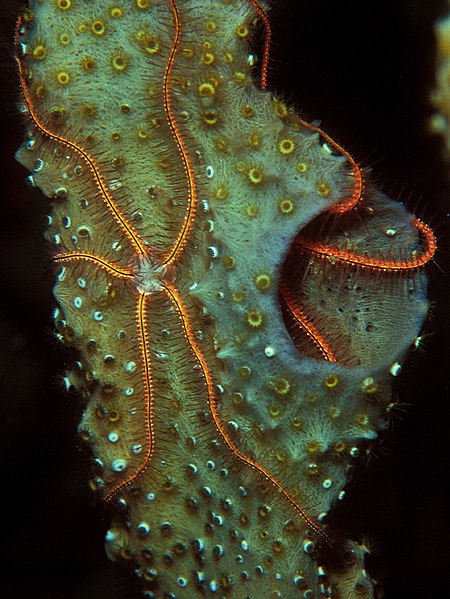 File:Sponge Brittle Stars.jpg