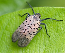 Lycorma delicatula (spotted lanternfly), adult, dorsal view