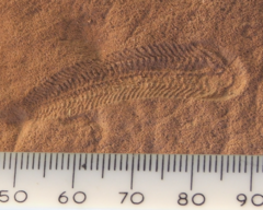 Image 17A 580 million year old fossil of Spriggina floundensi, an animal from the Ediacaran period. Such life forms could have been ancestors to the many new forms that originated in the Cambrian Explosion. (from History of Earth)