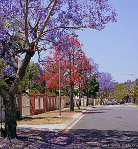 Lente in de buitenwijken, Brisbane (19835765613).jpg