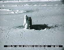 Connecticut breaks polar ice and is encountered by a polar bear. Ssn22vBear2.jpg
