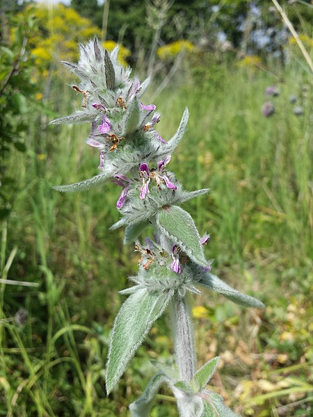 File:Stachys germanica (subsp. germanica) sl7.jpg