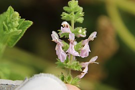 Detail of the flowers and inflorescence