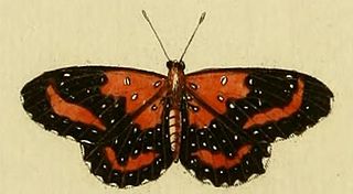 <i>Stalachtis phlegia</i> Species of butterfly