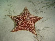 Starfish.JPG