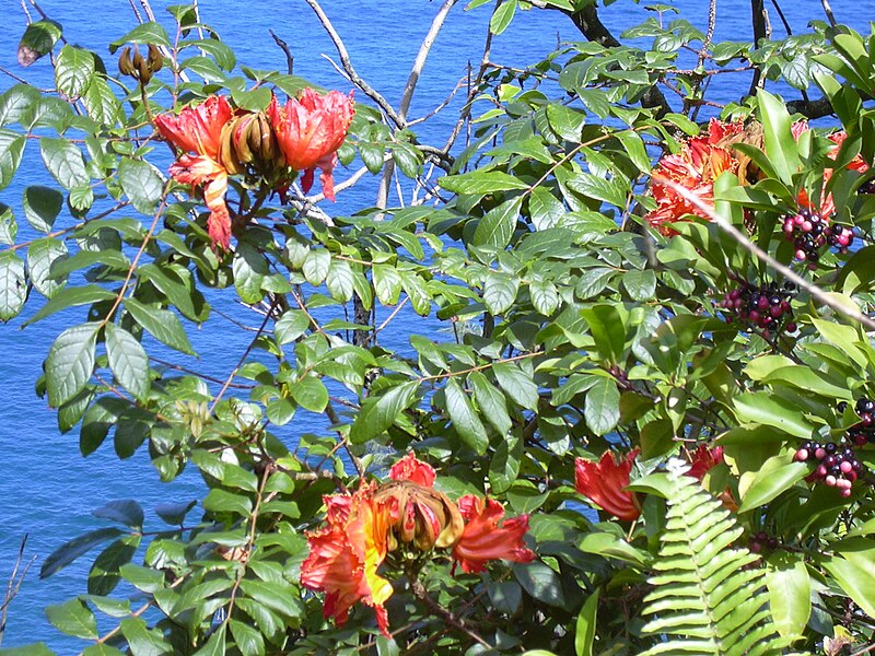 File:Starr-040209-0077-Spathodea campanulata-flowers-Hana Hwy-Maui (24580579762).jpg