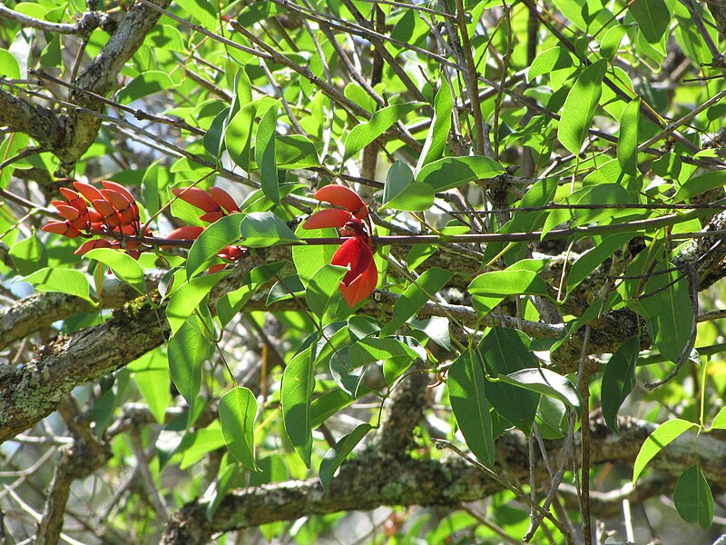 File:Starr-110330-4181-Erythrina crista galli-flowers and leaves-Garden of Eden Keanae-Maui (24713691549).jpg