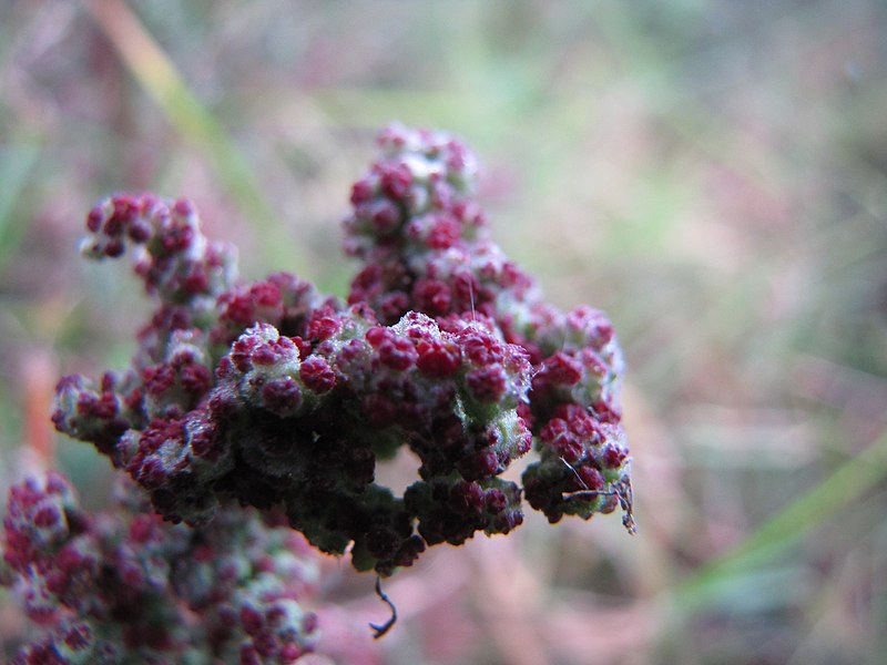 File:Starr-110601-5987-Chenopodium murale-seedheads-Kula-Maui (24469617273).jpg