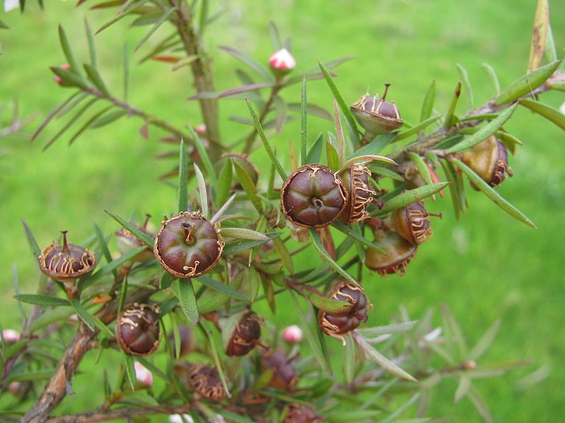 File:Starr-110615-6747-Leptospermum scoparium-fruit-Crater Rd Haleakala Ranch-Maui (25003886241).jpg