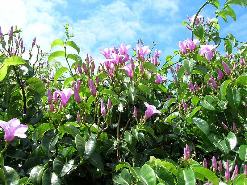 File:Starr 050517-1472 Cryptostegia madagascariensis.jpg