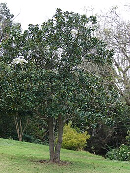 Starr 070308-5375 Magnolia grandiflora.jpg