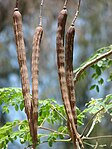 Starr 080609-7915 Moringa oleifera.jpg