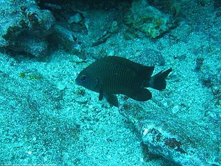 <i>Stegastes beebei</i> species of fish