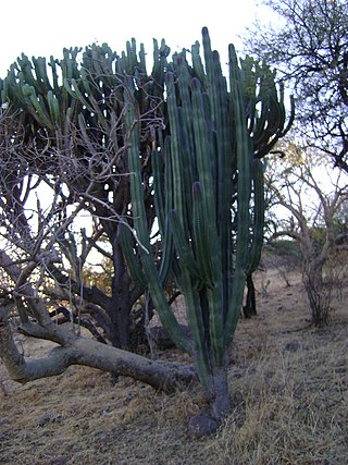 <i>Stenocereus montanus</i> Species of cactus