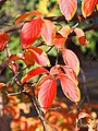 Autumn color, cultivated, Poland