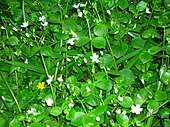 The pink purslane or Stewarton flower - A seriously destructive alien invader, the white form of which was first introduced in Stewarton, probably at the Lainshaw estate in Victorian times Stewartonflower2.JPG