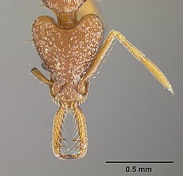 Strumigenys biolleyi