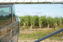 File:Sugarcane_cultivation_Alto_Paraguay.JPG