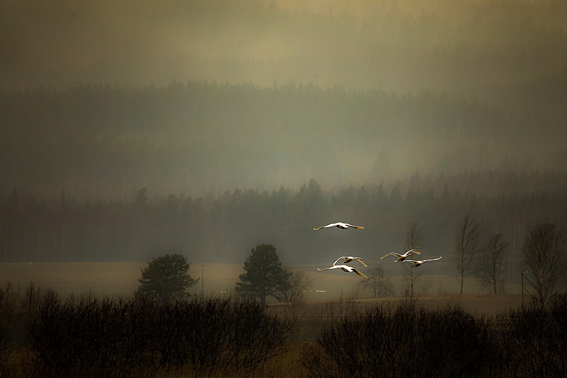 Swans about to land in lake Tysslingen, Örebro. Photograph: Jan Forsmark (CC BY-SA 4.0)