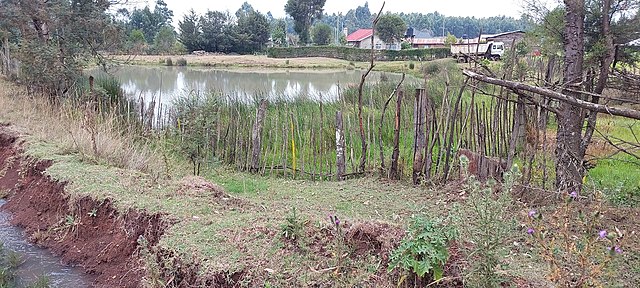 A swamp in Eldoret