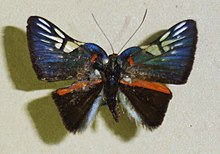 Symmachia accusatrix (dipotong).JPG