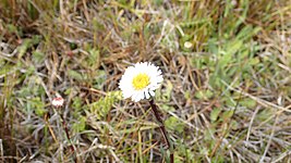 Symphyotrichum vahlii 34948014.jpg