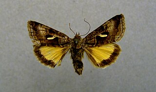 <i>Syngrapha hochenwarthi</i> Species of moth