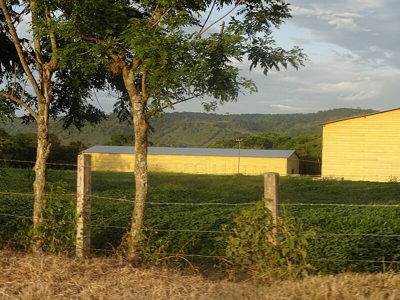 File:Tabacco Plantation Esteli Nicaragua.jpg