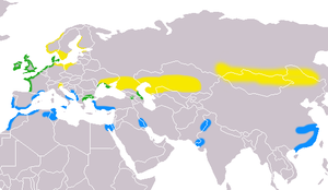 La répartition dans le monde des Tadornes de Belon. En vert, leur habitat permanent; en jaune, leur habitat d'été; et en bleu, leur habitat d'hiver.