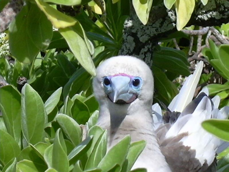 File:Taongi Red Footed Booby.jpg