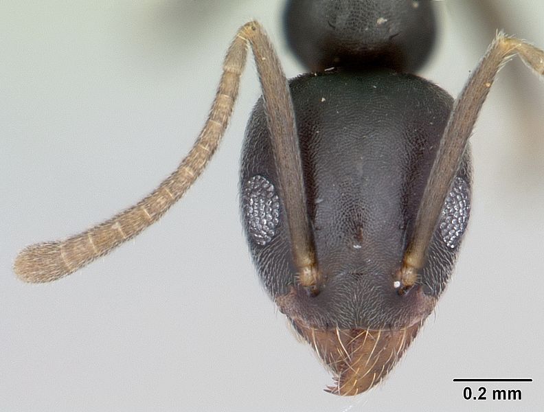 File:Technomyrmex vitiensis casent0103244 head 1.jpg