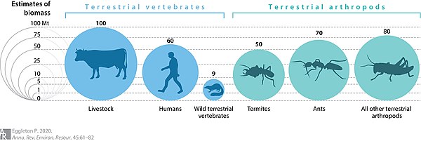 Relative terrestrial biomasses of vertebrates versus arthropods