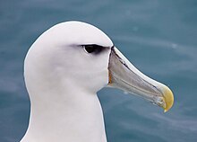 White-capped albatross (Thalassarche cauta steadi) Thalassarche cauta steadi2.jpg