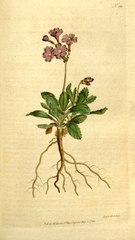 "[ 191 ] Primula Marginata. Silver-Edged Primula."