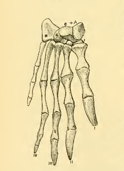 File:The Osteology of the Reptiles-206 fghg fgh fgh g fgh dh ftygttt.png