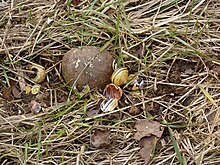 Song thrush anvil with broken Cepaea shells The anvil stone of a thrush - geograph.org.uk - 1751348.jpg