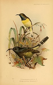 Les oiseaux d'Afrique (Pl. V) (7837797768) .jpg