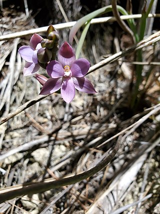 <i>Thelymitra hatchii</i> Species of orchid