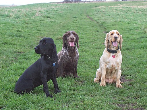 Three Cocker Spaniels