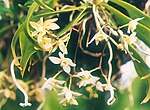 Thrixspermum saruwatarii 01.jpg