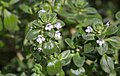 * Nomination Fleurs de thym citron cultivé. --MirandaAdramin 11:40, 3 June 2017 (UTC) * Decline  Comment IMHO, the closed flower should have been in focus. --C messier 15:36, 11 June 2017 (UTC)