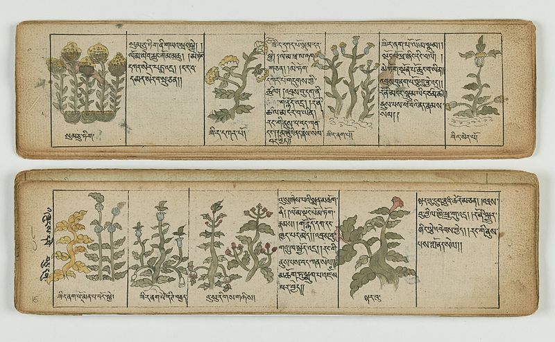 File:Tibetan plant Manuscript Wellcome L0041688.jpg