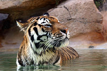 Les tigres aiment l'eau et se reposent souvent dans une mare ou un étang aux périodes chaudes de la journée[30].