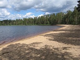 Stranden vid sjön Venäjänhiekka i Tiilikkajärvi nationalpark