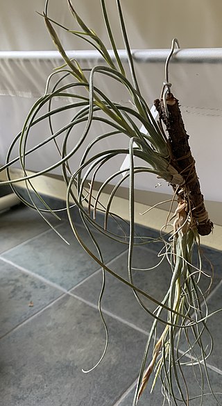 <i>Tillandsia baileyi</i> Species of flowering plant