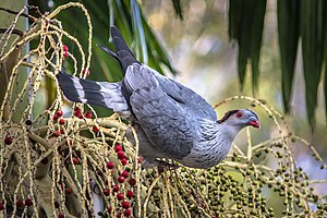 Topknot Pigeon