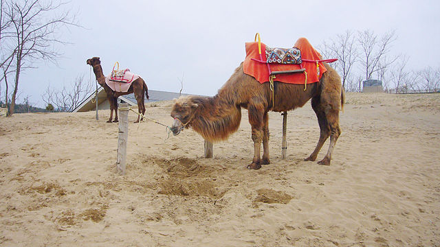 File:Tottori_sand_dune01_1920.jpg