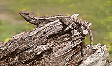 Bild einer mittelgroßen, braunen Echse auf einem Ast. Sie heißt Amphibolurus muricatus und ist ein naher Verwandter der Kragenechse